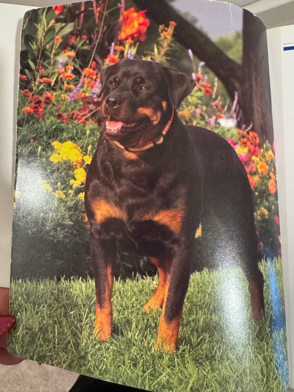 Training Your Rottweiler - Picture 4 of 4